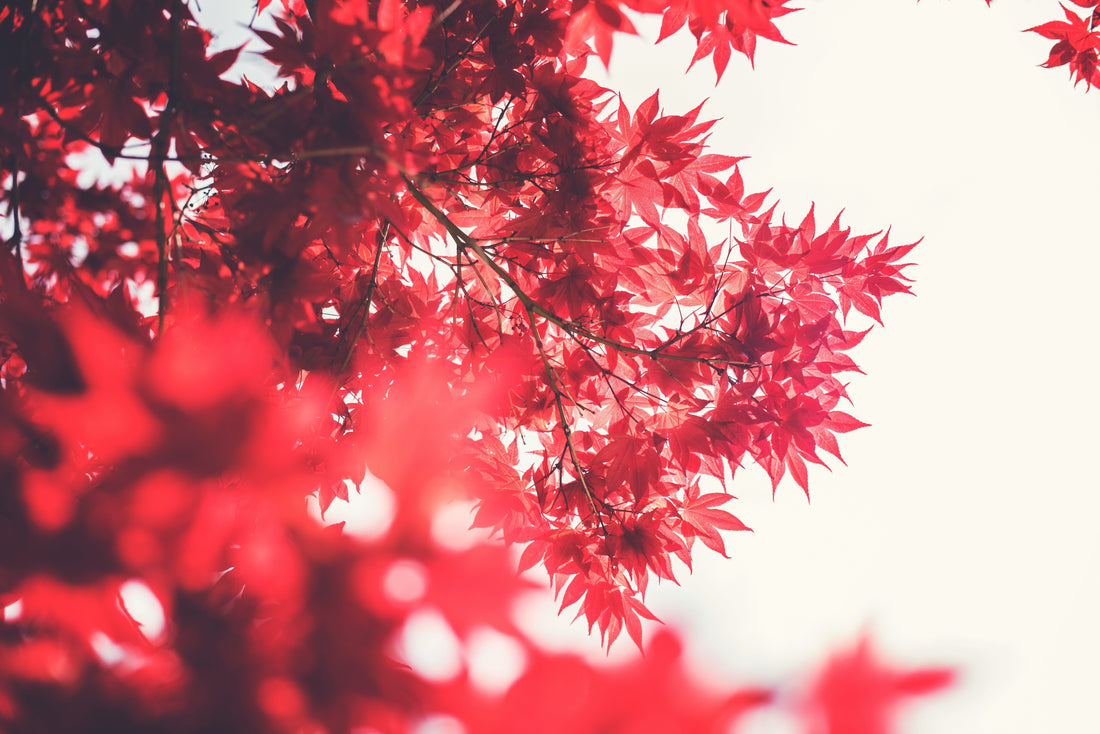 Japanese Maple Care Guide: Planting, Pruning & Growing Tips | BringMeATree