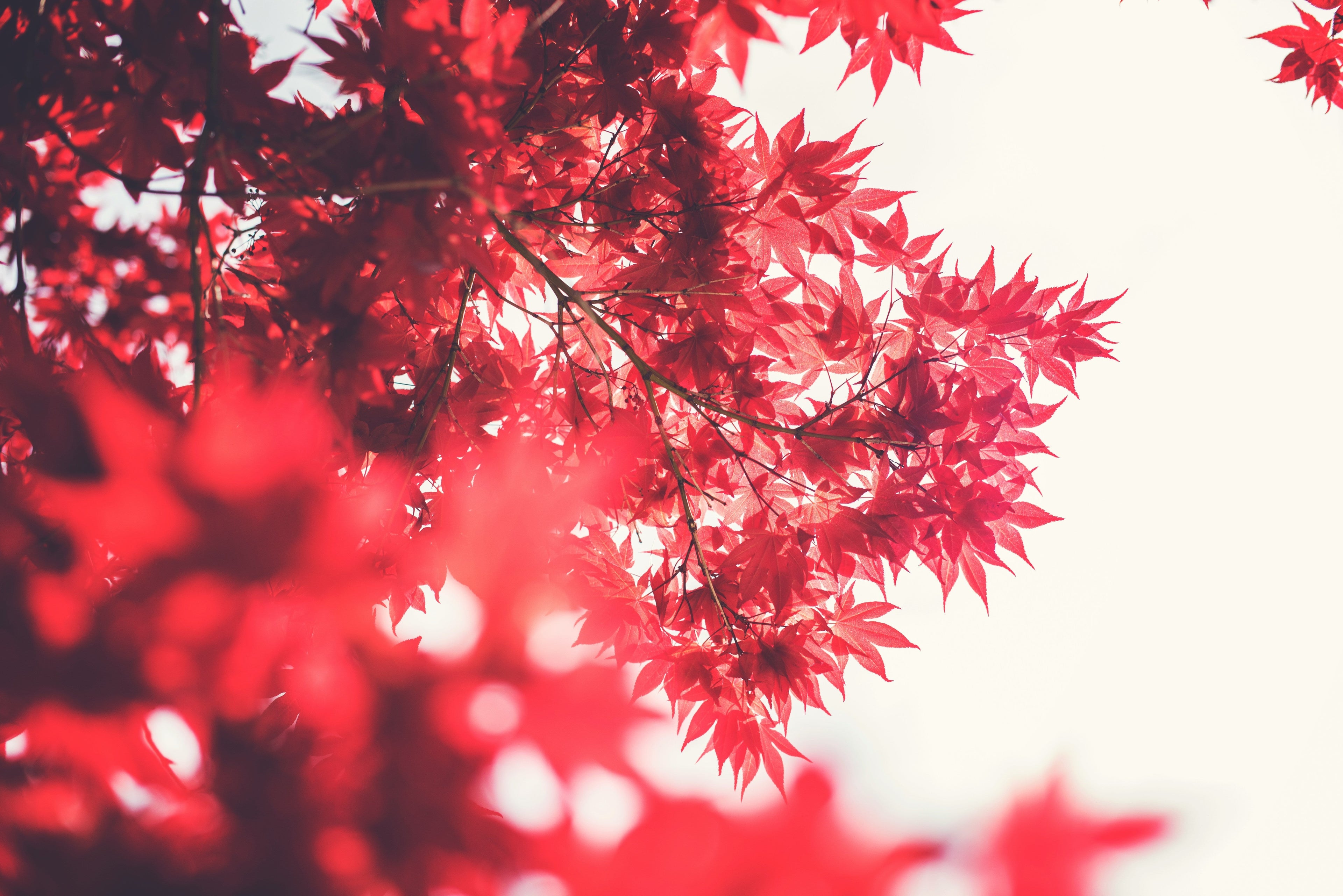 Japanese Maple Care Guide: Planting, Pruning & Growing Tips | BringMeATree