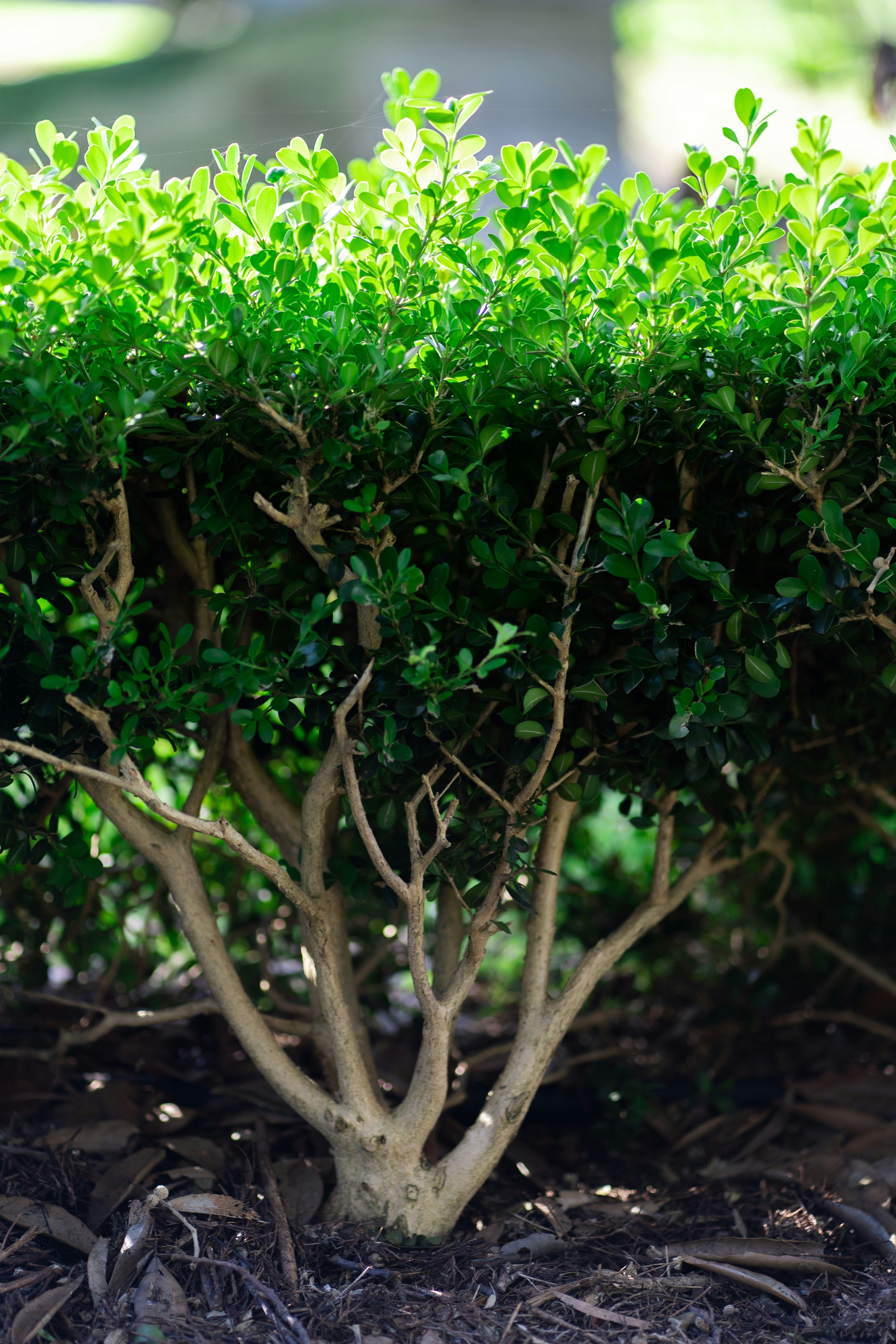 Shrubs Collection