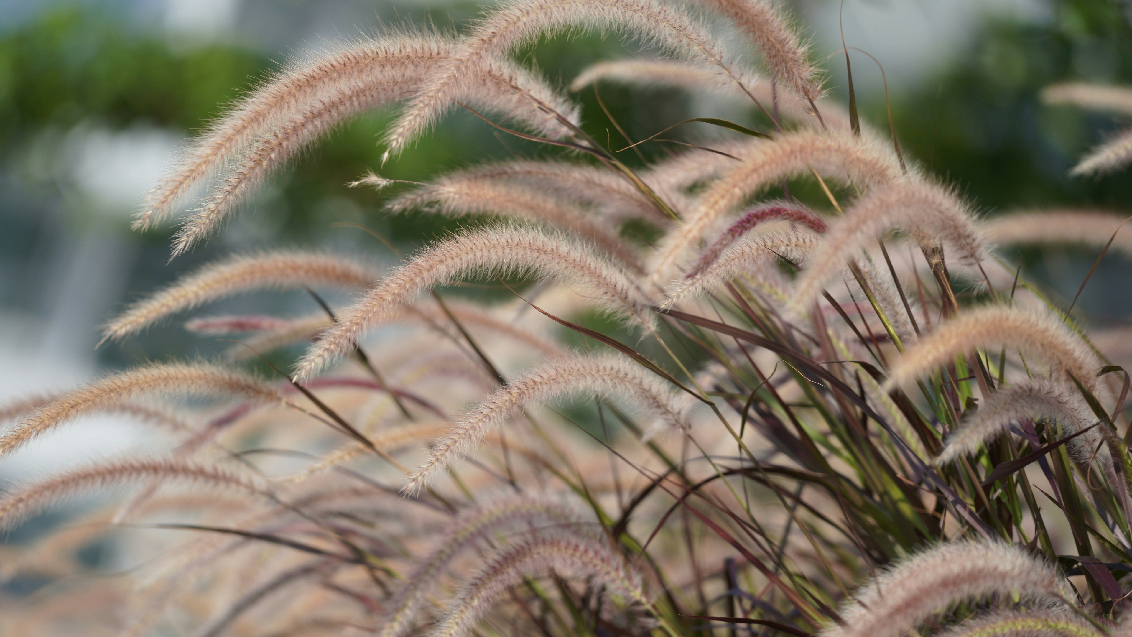 Grasses Collection