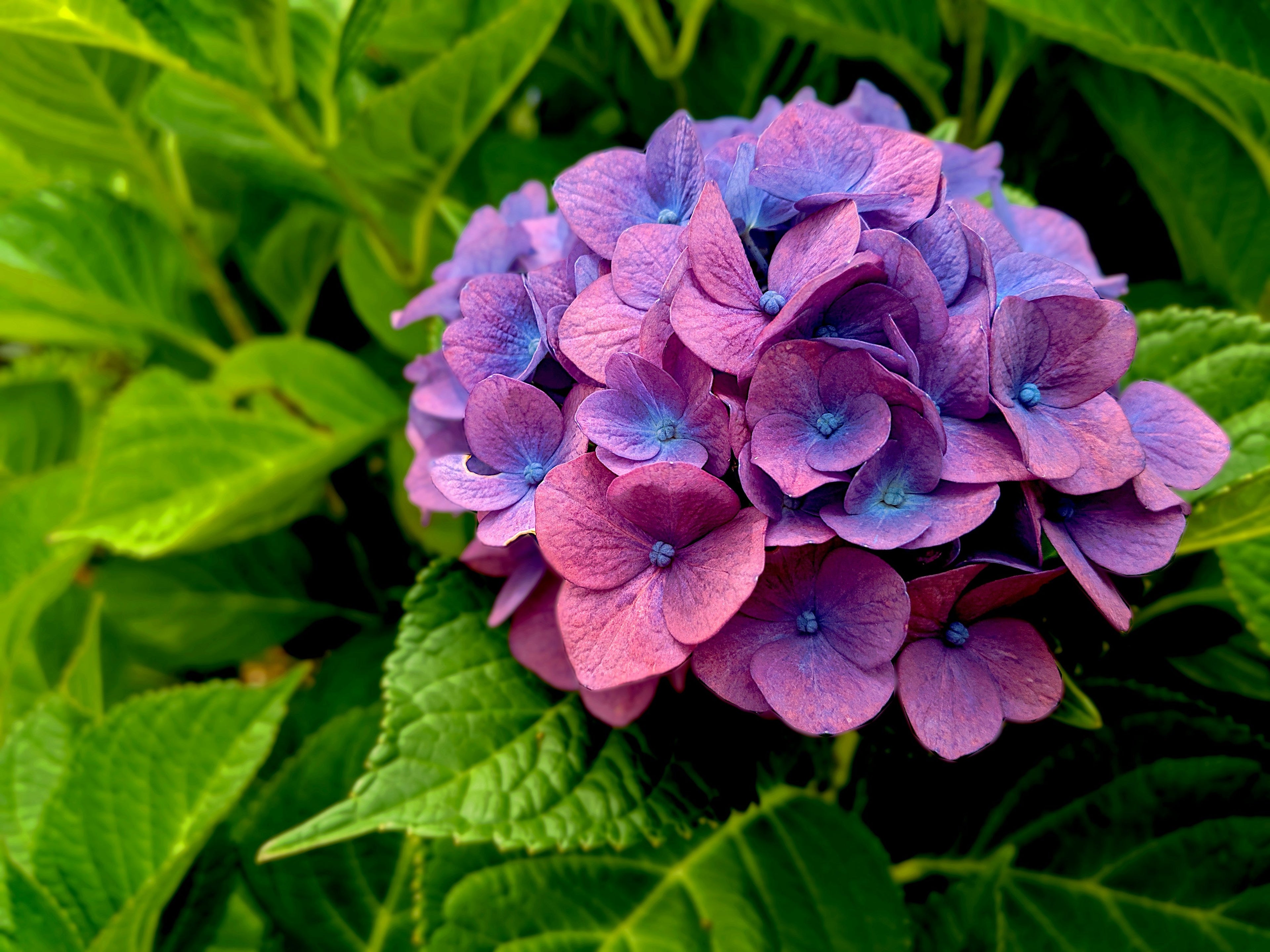 In Bloom Collection