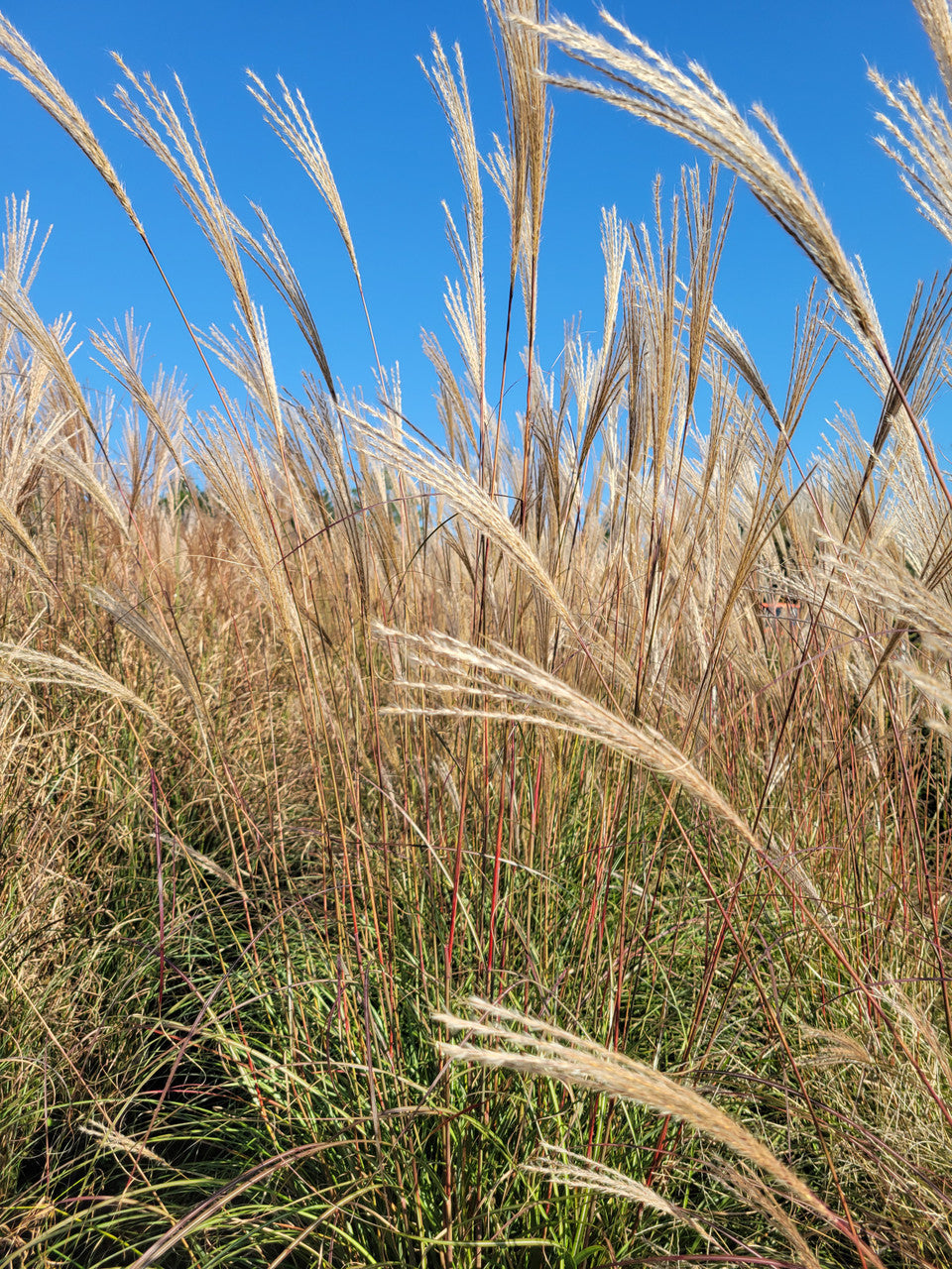 Silver Feather maiden grass in bloom, airy silvery plumes on slender green stems