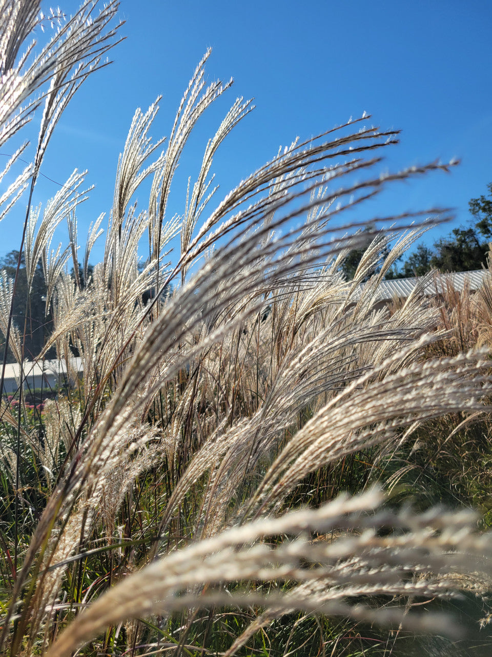 Silver Feather maiden grass with tall silvery plumes rising above narrow green leaves