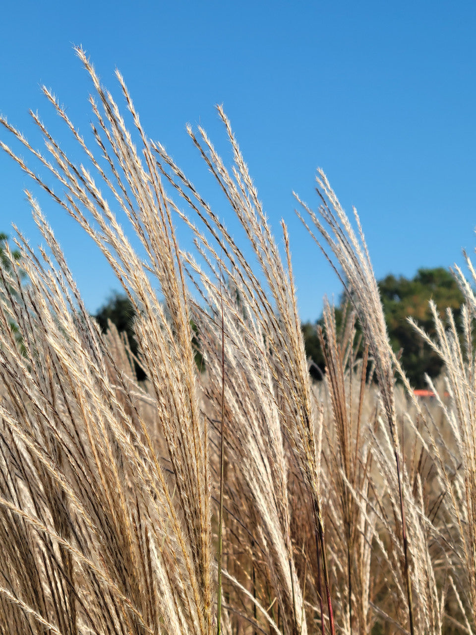 Silver Feather maiden grass, upright beige-silvery plumes with thin green stems