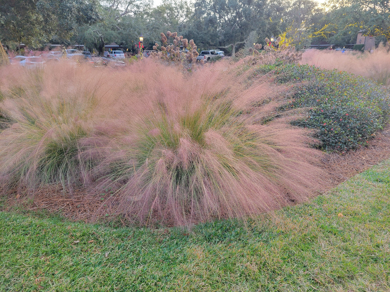 Pink muhly grass clumps with feathery pink plumes in a yard