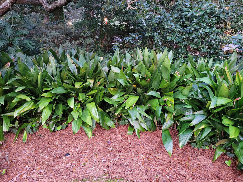 Cast iron plant mass planting with layered green sword-like leaves