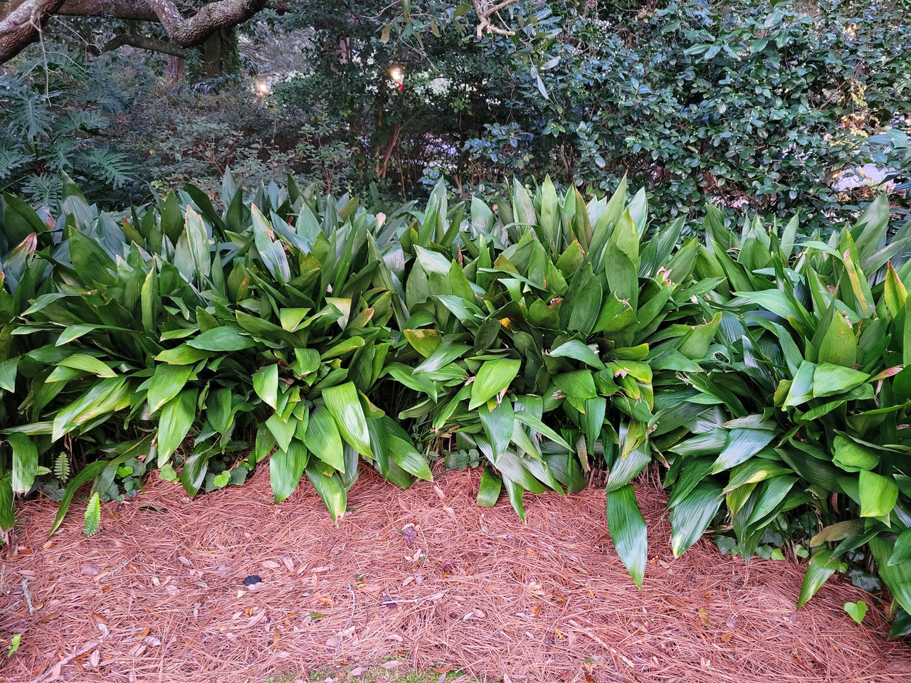 Cast iron plant mass planting with layered green sword-like leaves