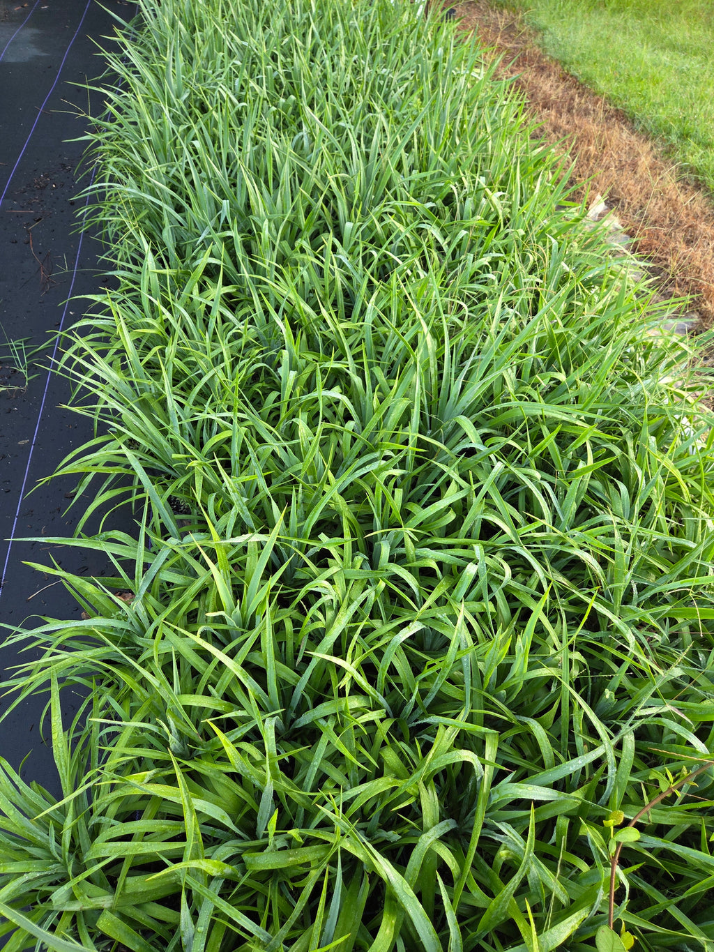 Yucca pendula plant cluster with narrow green swordlike leaves
