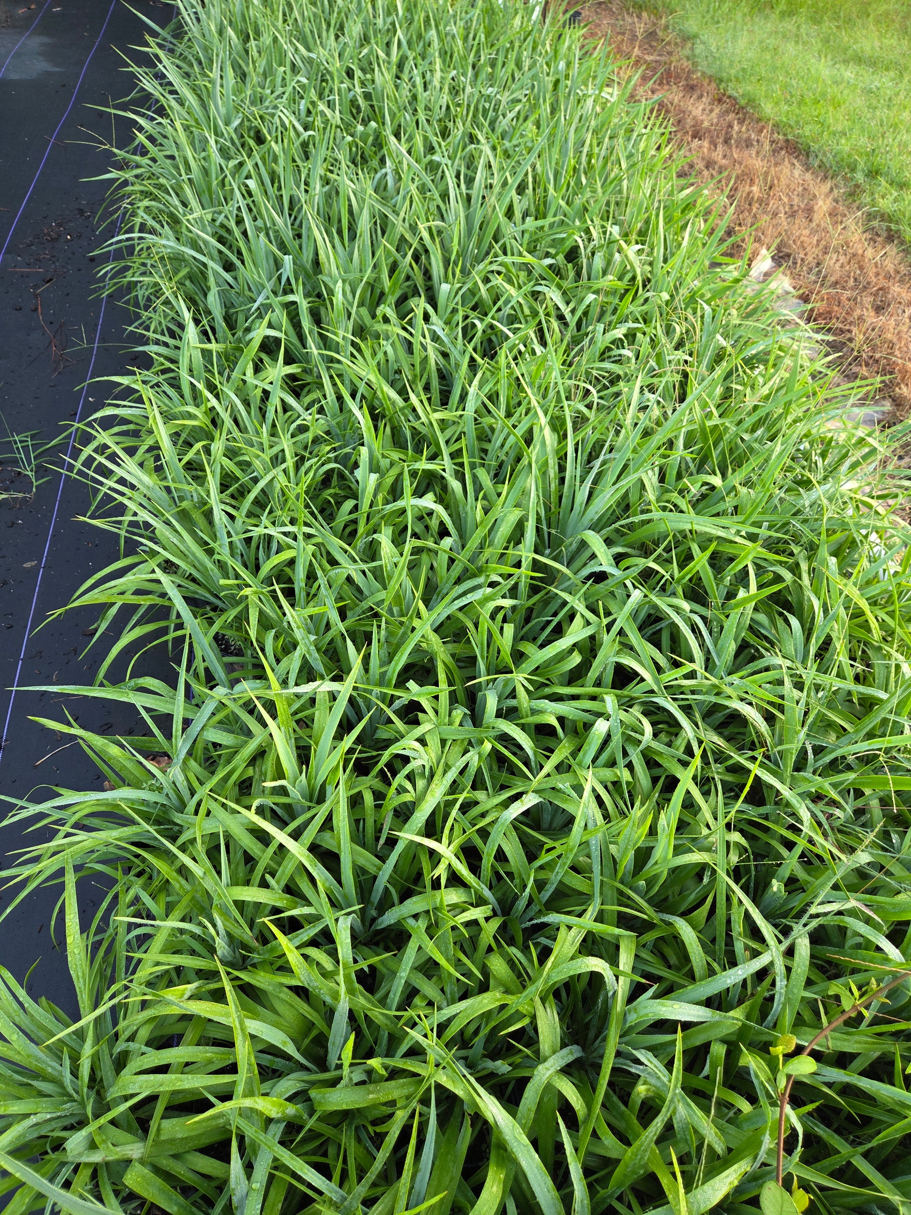 Yucca pendula plant cluster with narrow green swordlike leaves