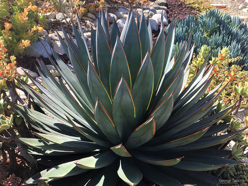 Agave plant with rosette of blue-green spiky leaves in a garden bed