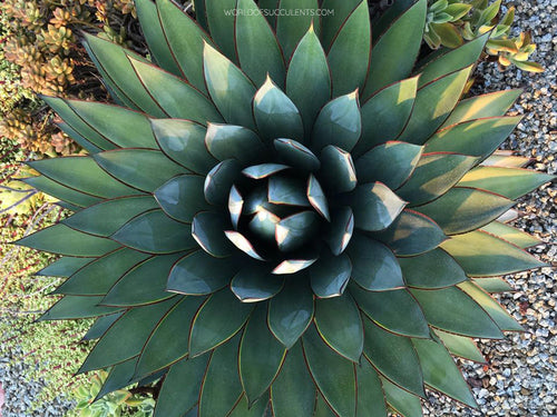 Agave rosette with thick blue-green leaves, close-up outdoors on gravel