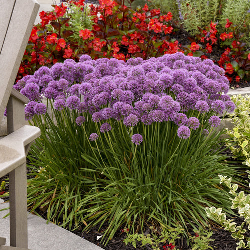 Purple allium flower bed with tall green leaves and red flowers nearby