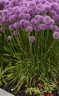'Serendipity' Allium - Premium Quart