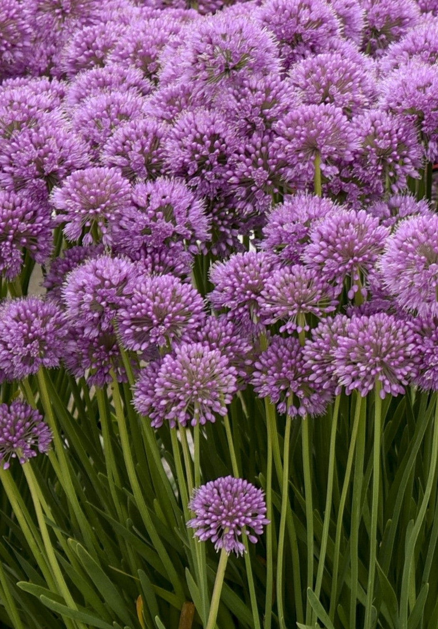 Dense clusters of purple allium blossoms with slender green stems