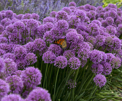 Purple allium flowers in bloom with round clusters on green stems