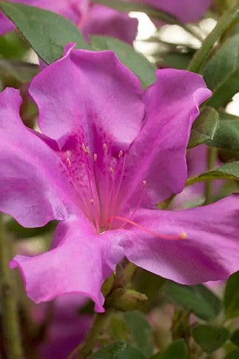 Purple azalea flower with layered petals and yellow stamen centers