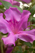Purple azalea flower with layered petals and yellow stamen centers
