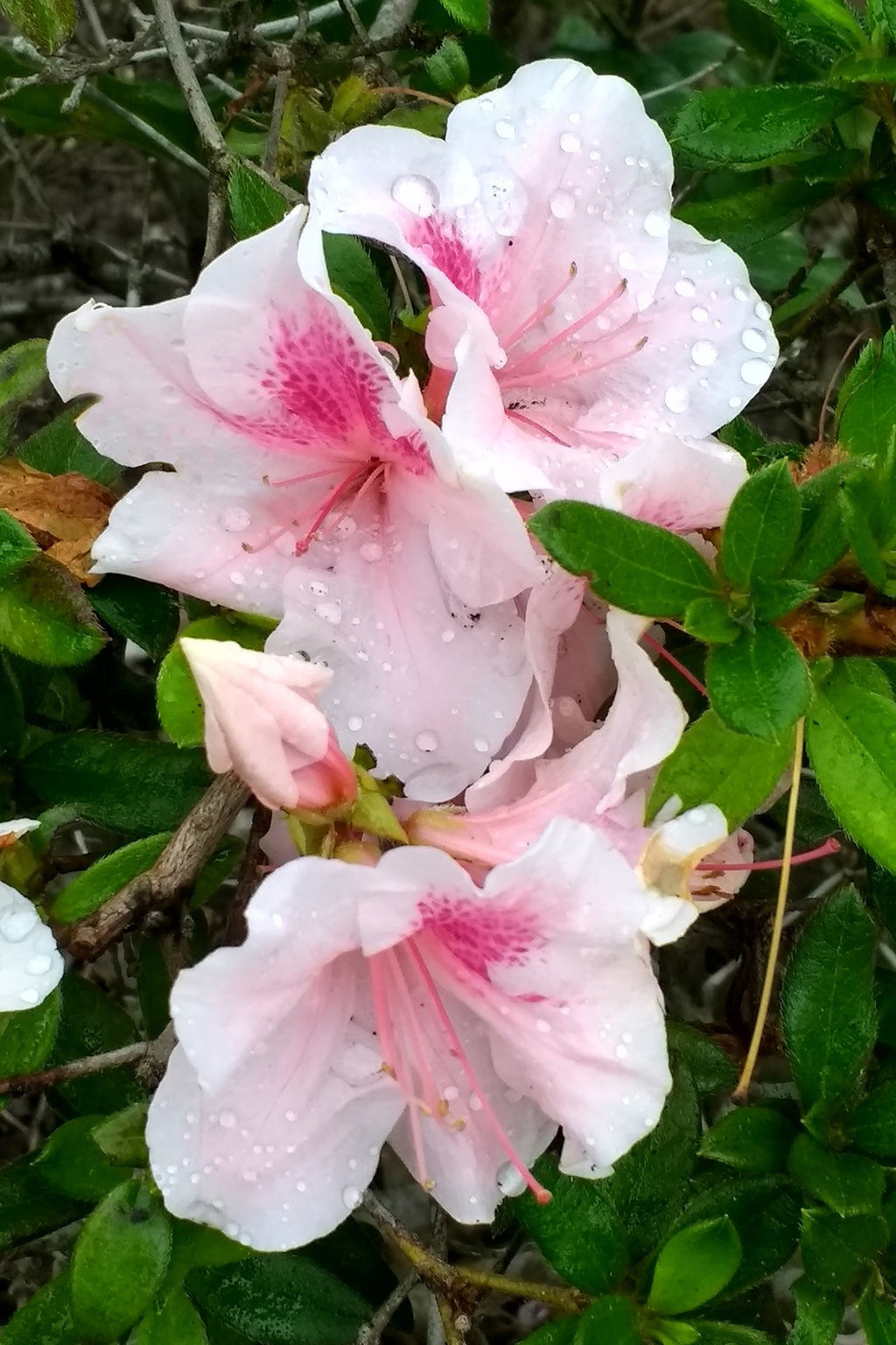 Azalea cluster of pink-and-white flowers with red centers and dewdrops on leaves