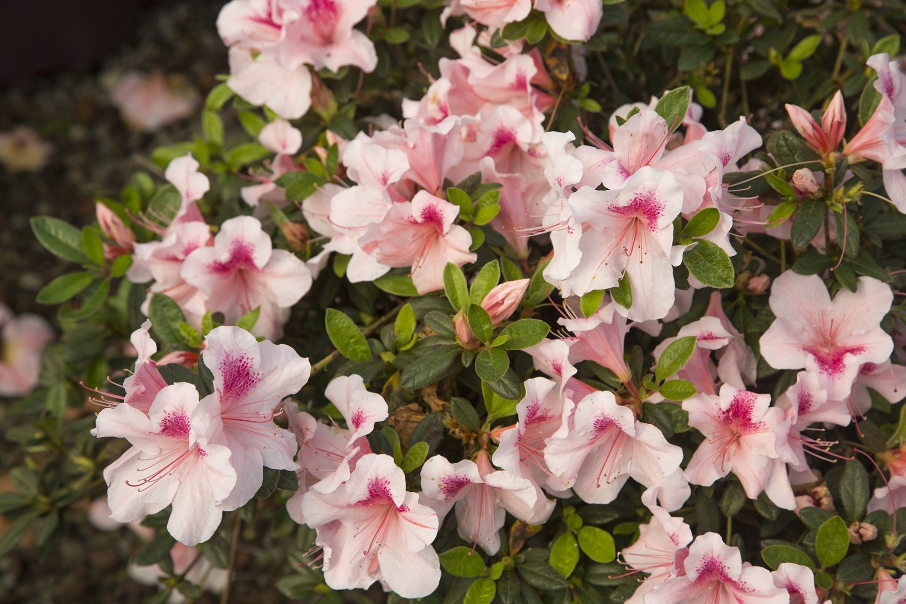 Pink and white azalea blossoms with red-speckled centers and green leaves