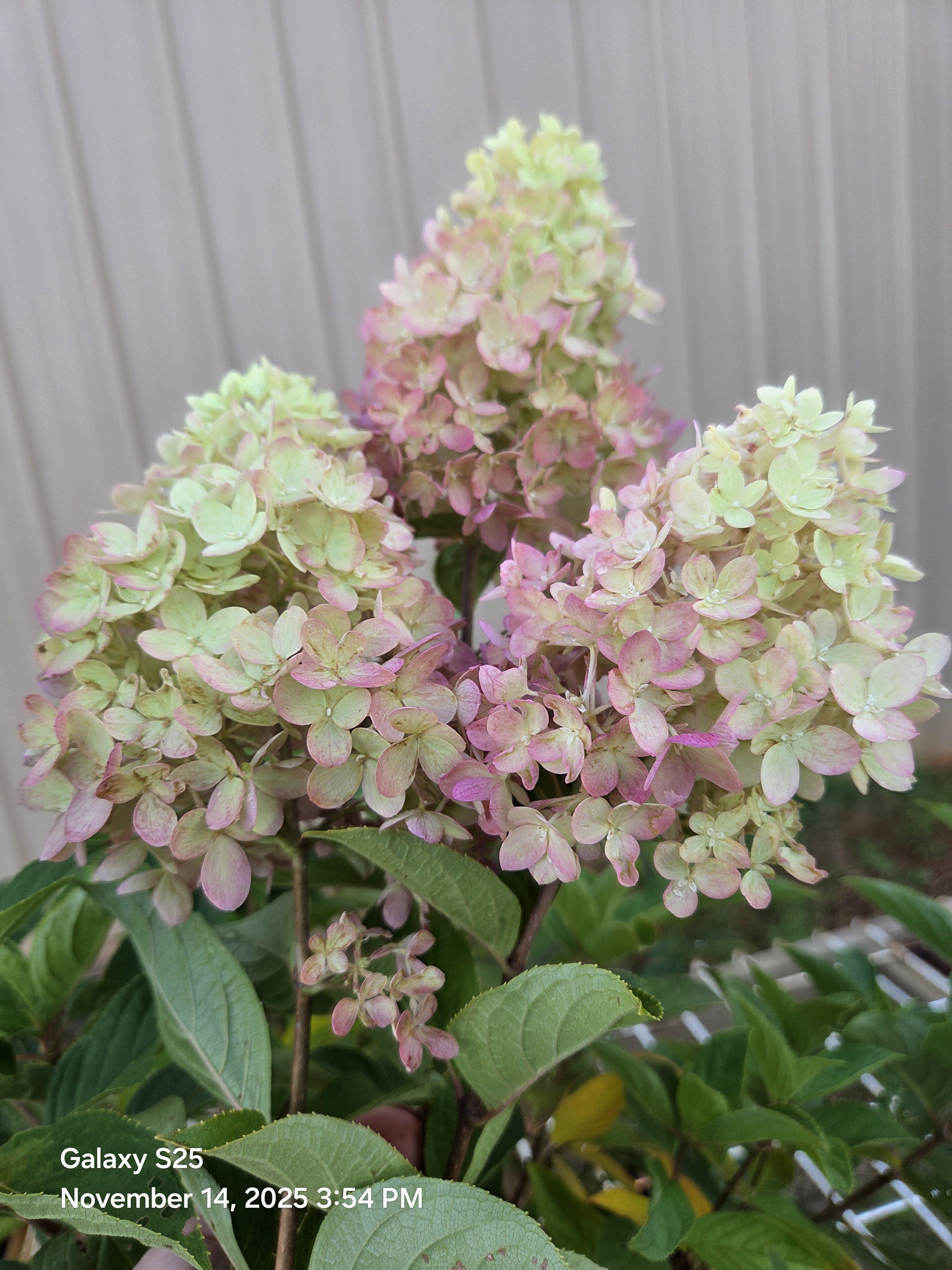 Hydrangea flower cluster with pale green blooms and soft pink tinges on leaves