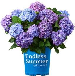Endless Summer® Bloomstruck® | Reblooming Hydrangea