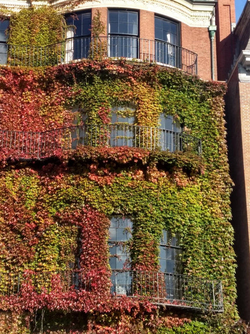 Boston ivy-covered building wall, dense climbing vines with green, yellow, and red leaves