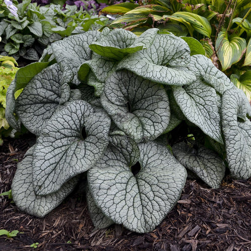 Brunnera perennial leaves with silvery green, vein-patterned foliage in a dense rosette