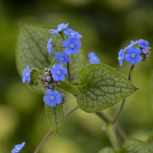 Brunnera perennial with clusters of small blue flowers and textured green leaves
