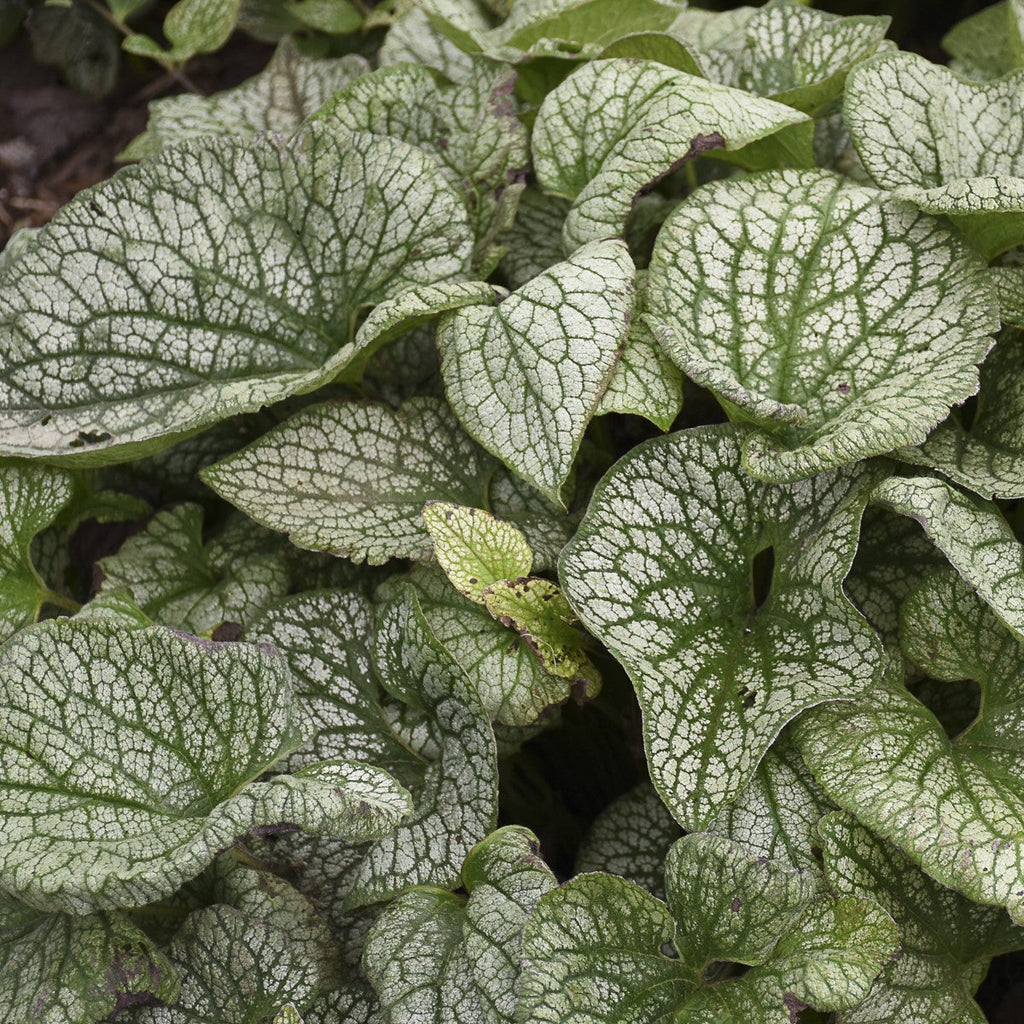 Brunnera 'Queen of Hearts' – Proven Winners Shade Perennial