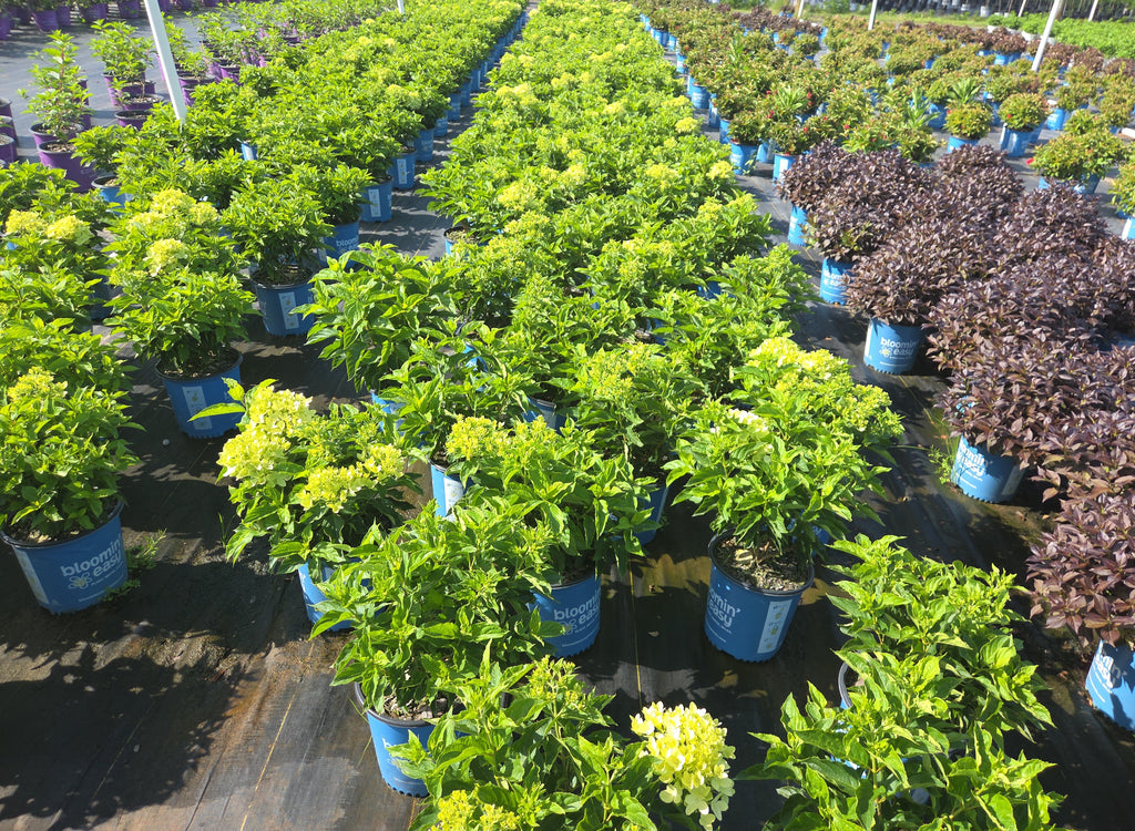 Hardy hydrangea plant nursery row with pale green blooms in blue pots