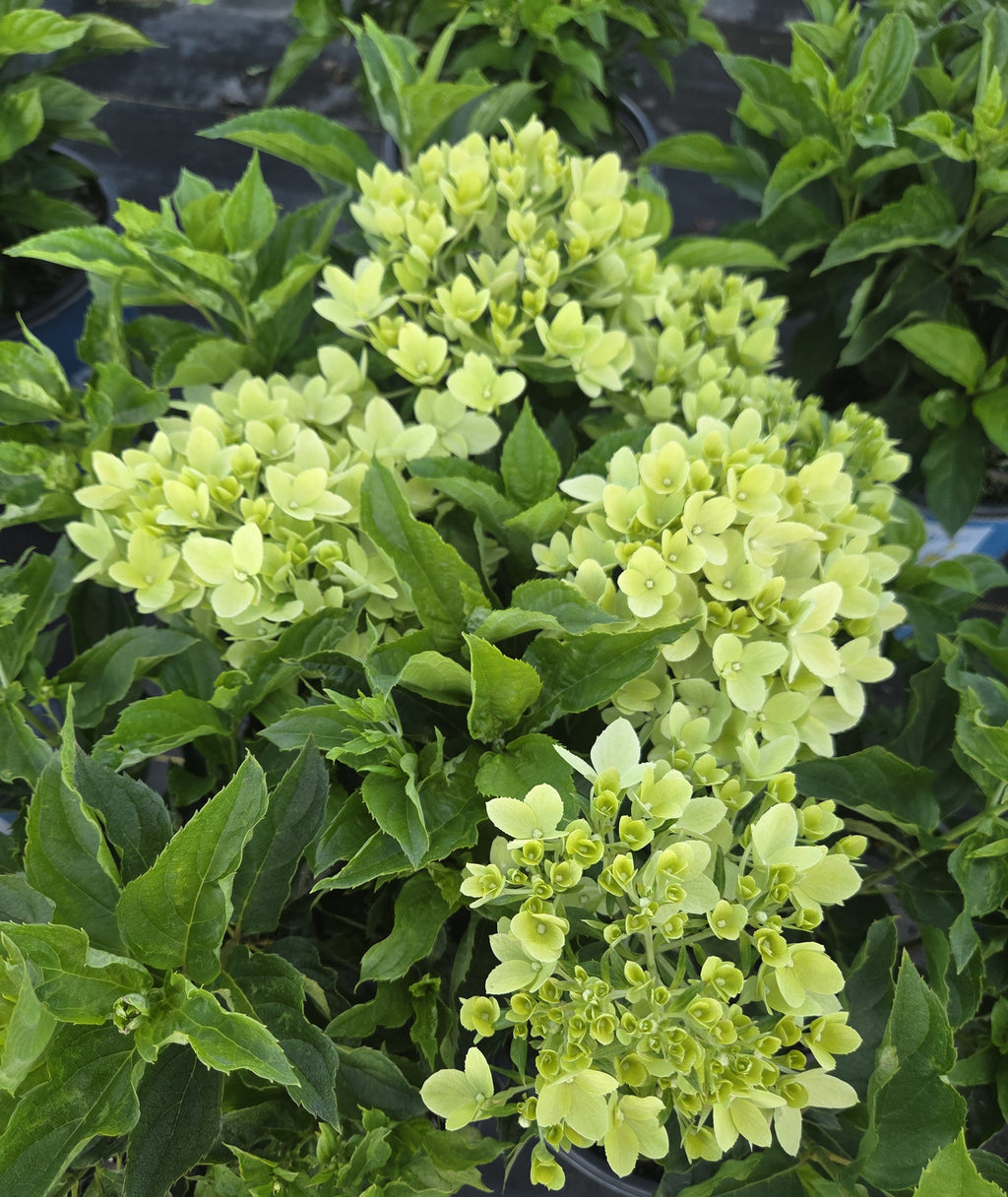 Hardy hydrangea plant, pale green flower clusters and broad green leaves