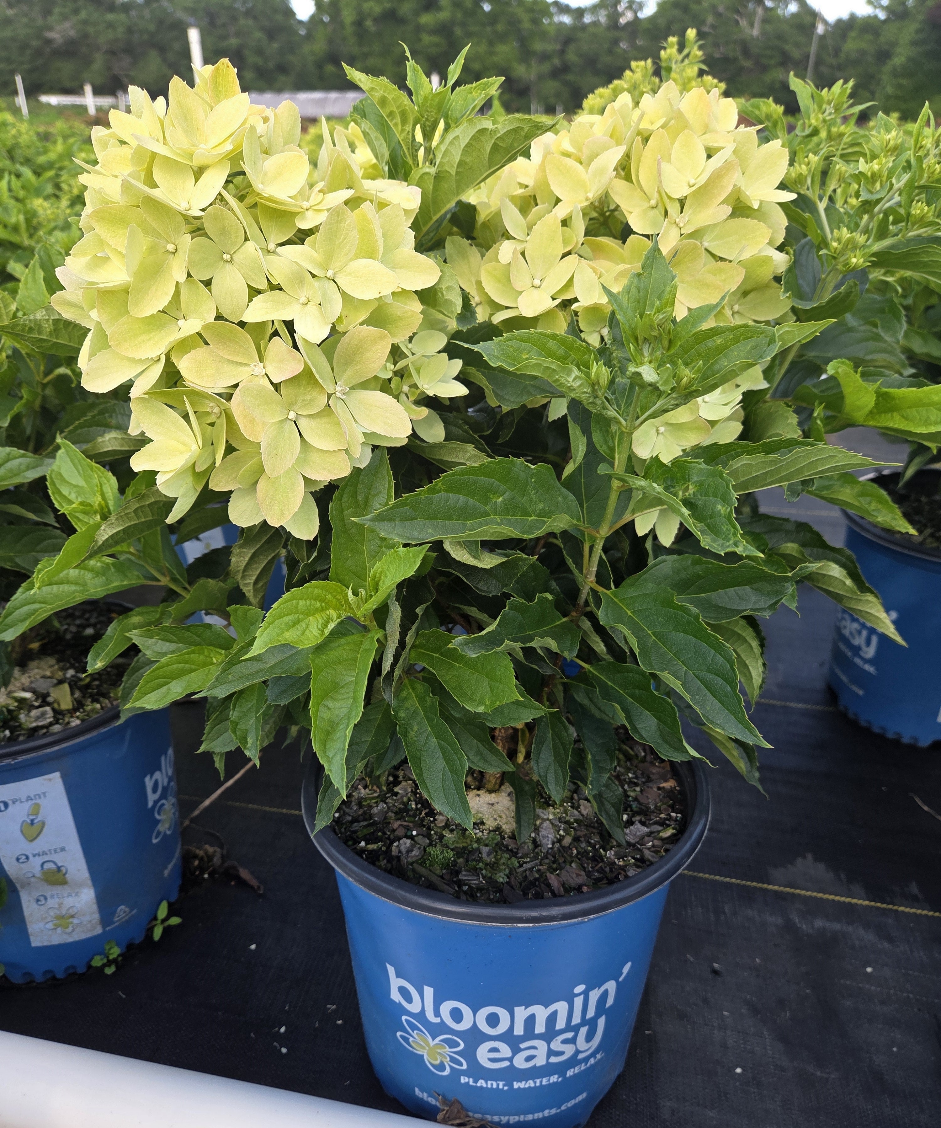 Hardy hydrangea plant in blue pot, pale green blooms and broad leaves
