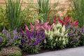 Purple and white flowering spikes on a dense ornamental plant in a garden bed