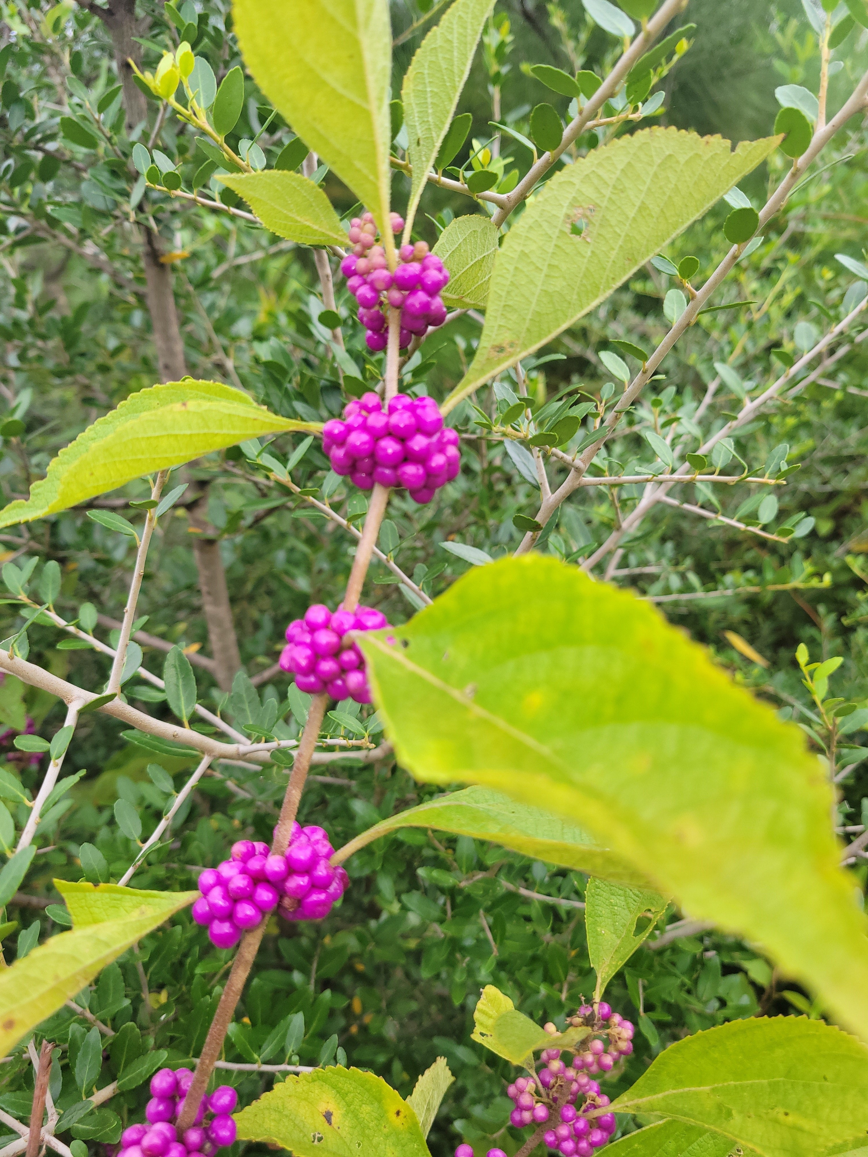 French mulberry stems with bright purple berry clusters and green leaves