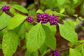 French mulberry shrub with purple berry clusters and green leaves