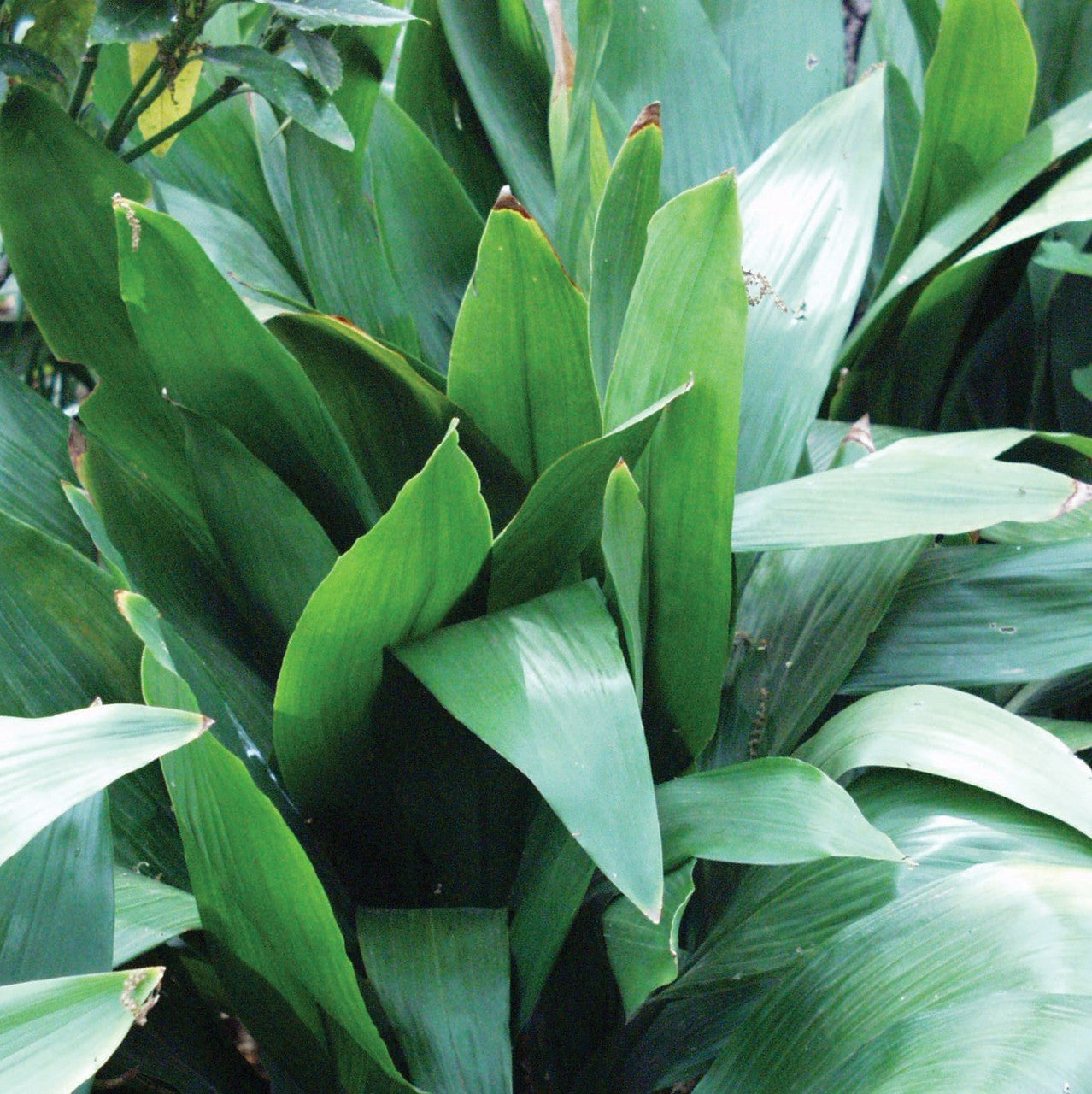 Cast iron plant leaves, upright sword-shaped green foliage