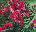 Princess Zoey™ Crape Myrtle