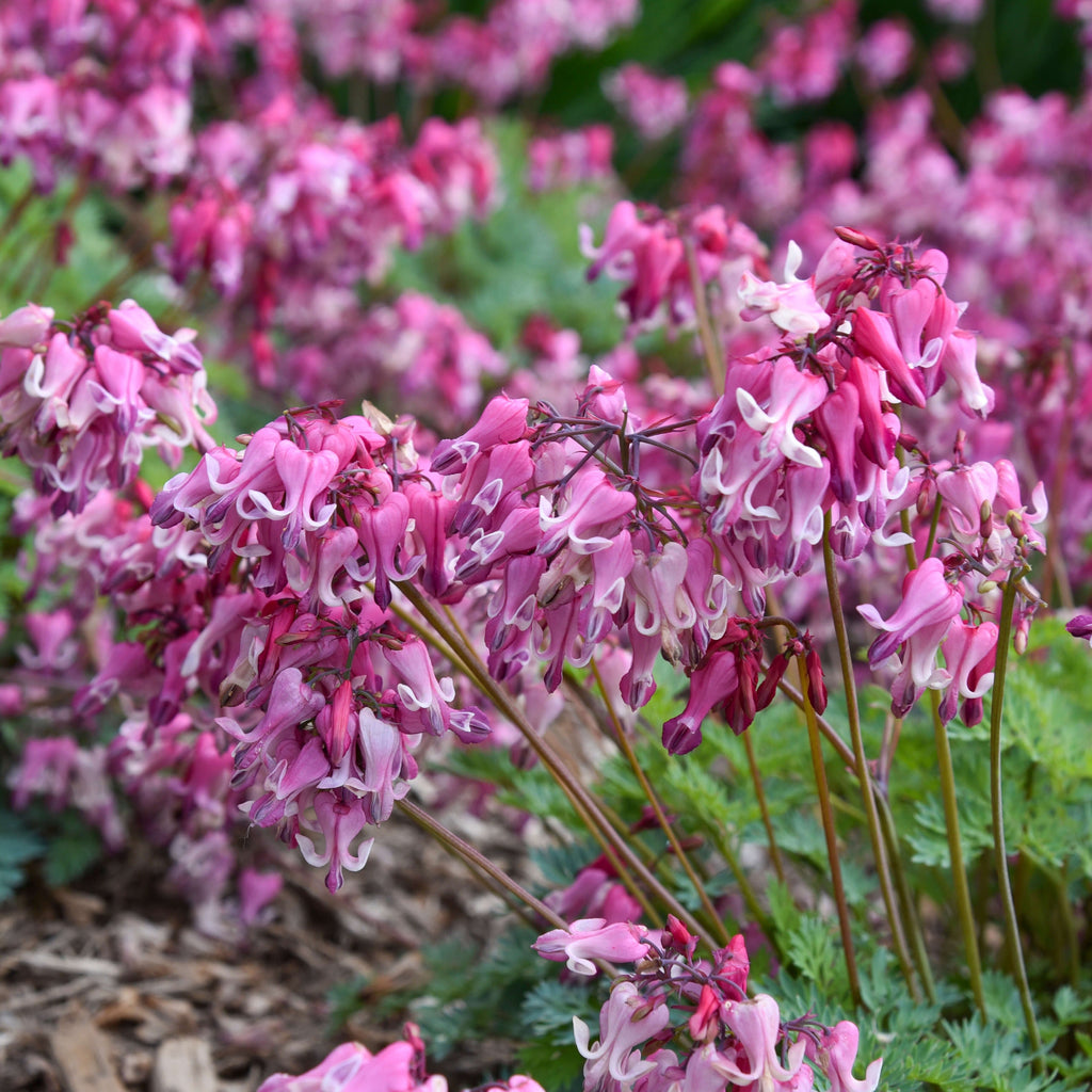 Pink bleeding heart blossoms with fernlike leaves close-up
