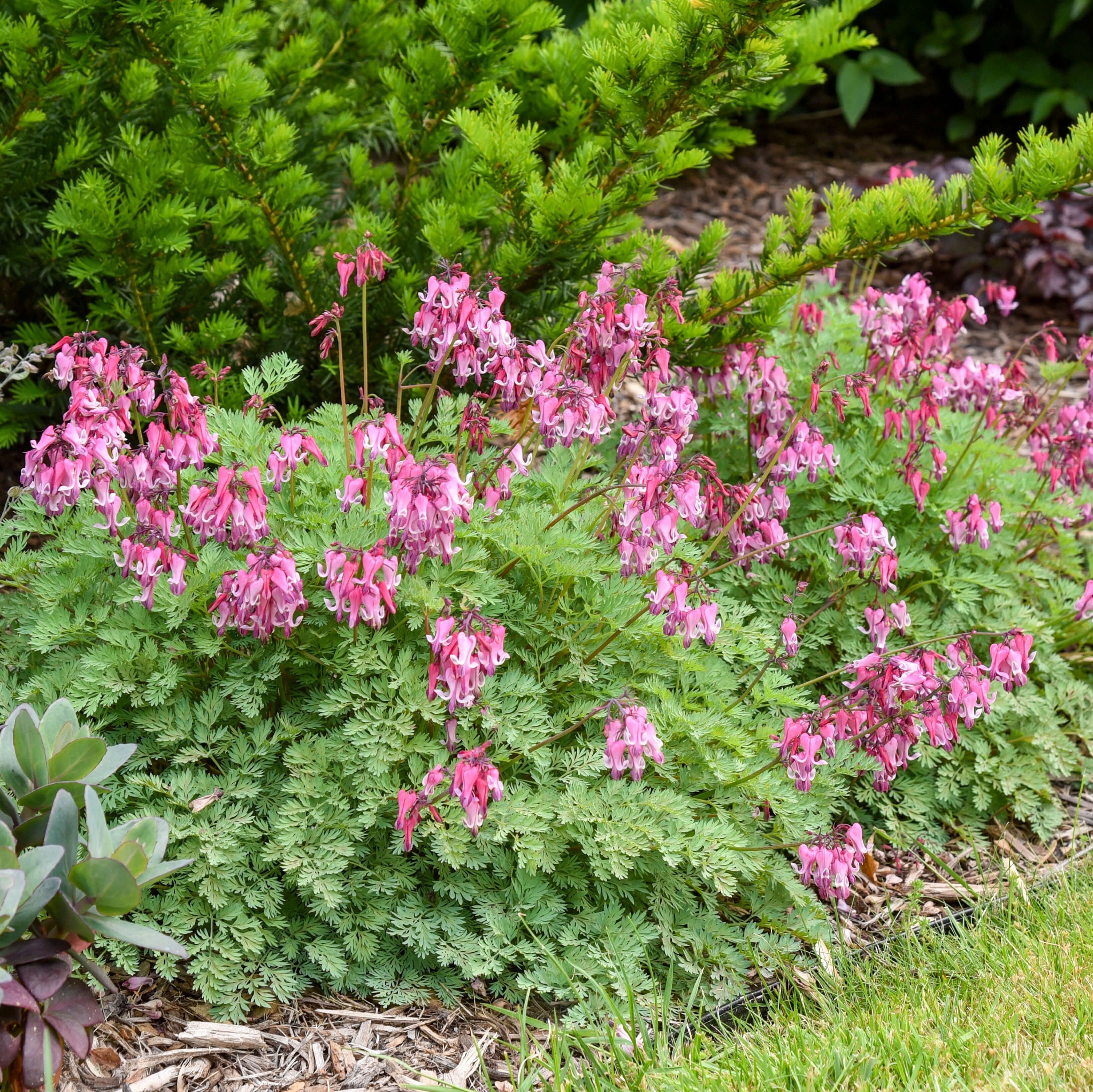 Pink bleeding heart flowers on a leafy fernlike mound in garden bed