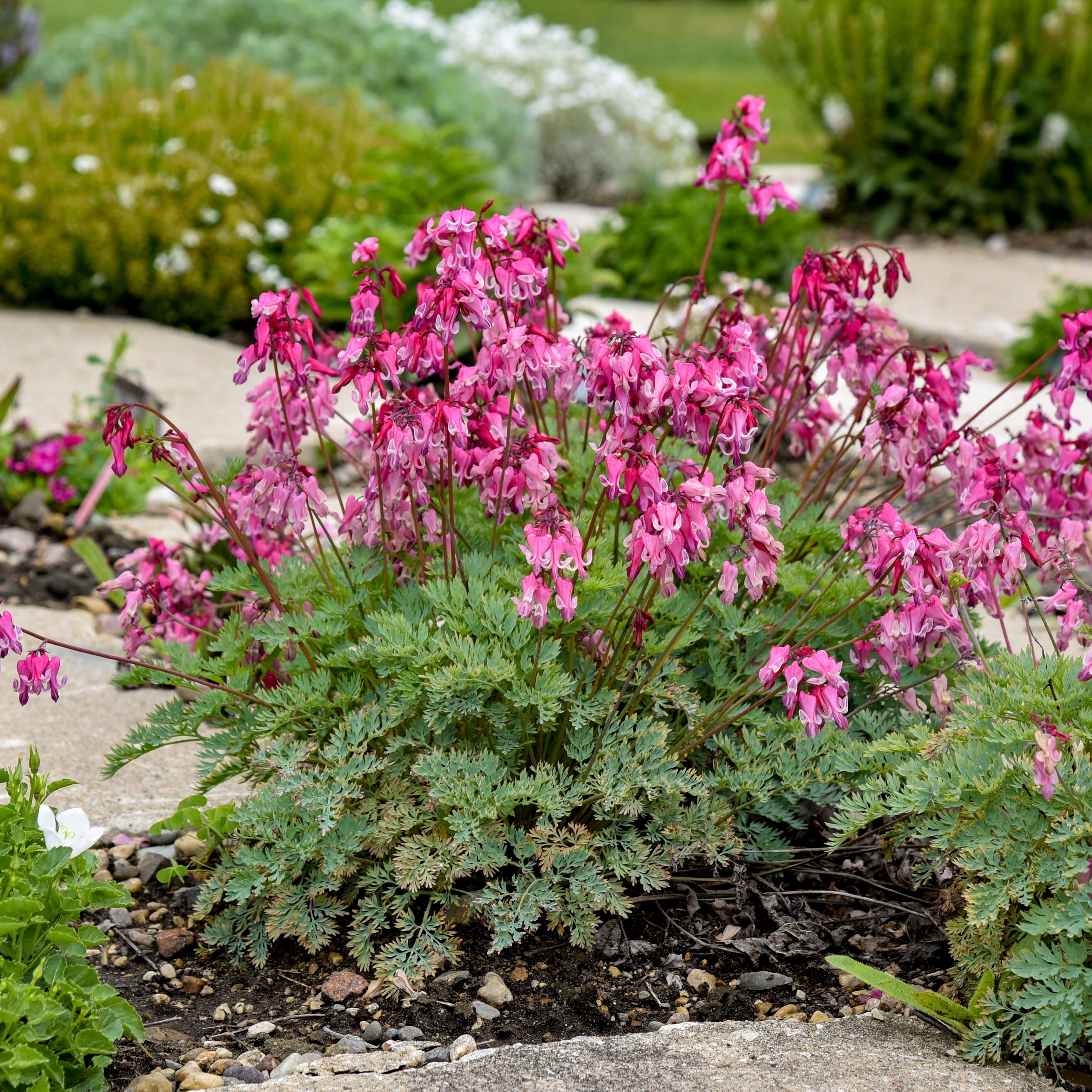 Pink bleeding heart flowers with fernlike green foliage in garden bed