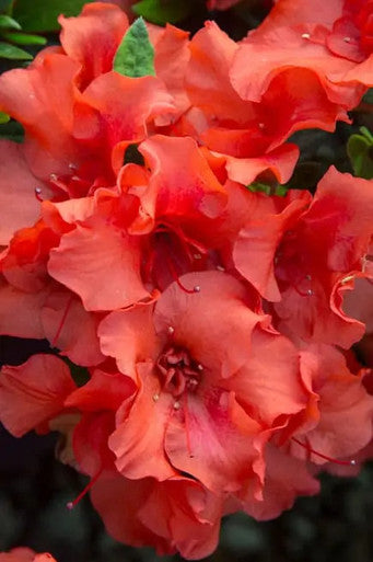 Azalea flower with ruffled coral-red petals and visible center stamens