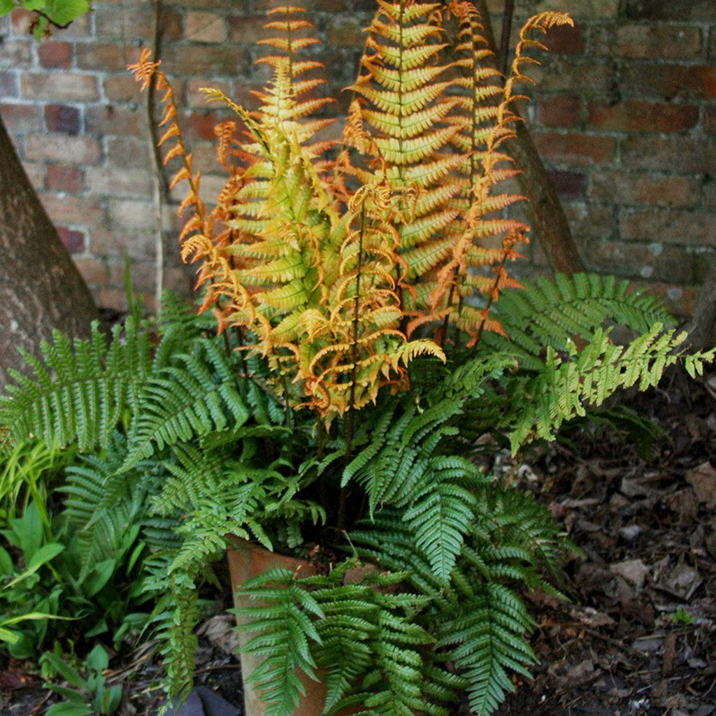 Jurassic Gold Alpine Hardy Wood Fern