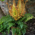 Jurassic Gold Alpine Hardy Wood Fern
