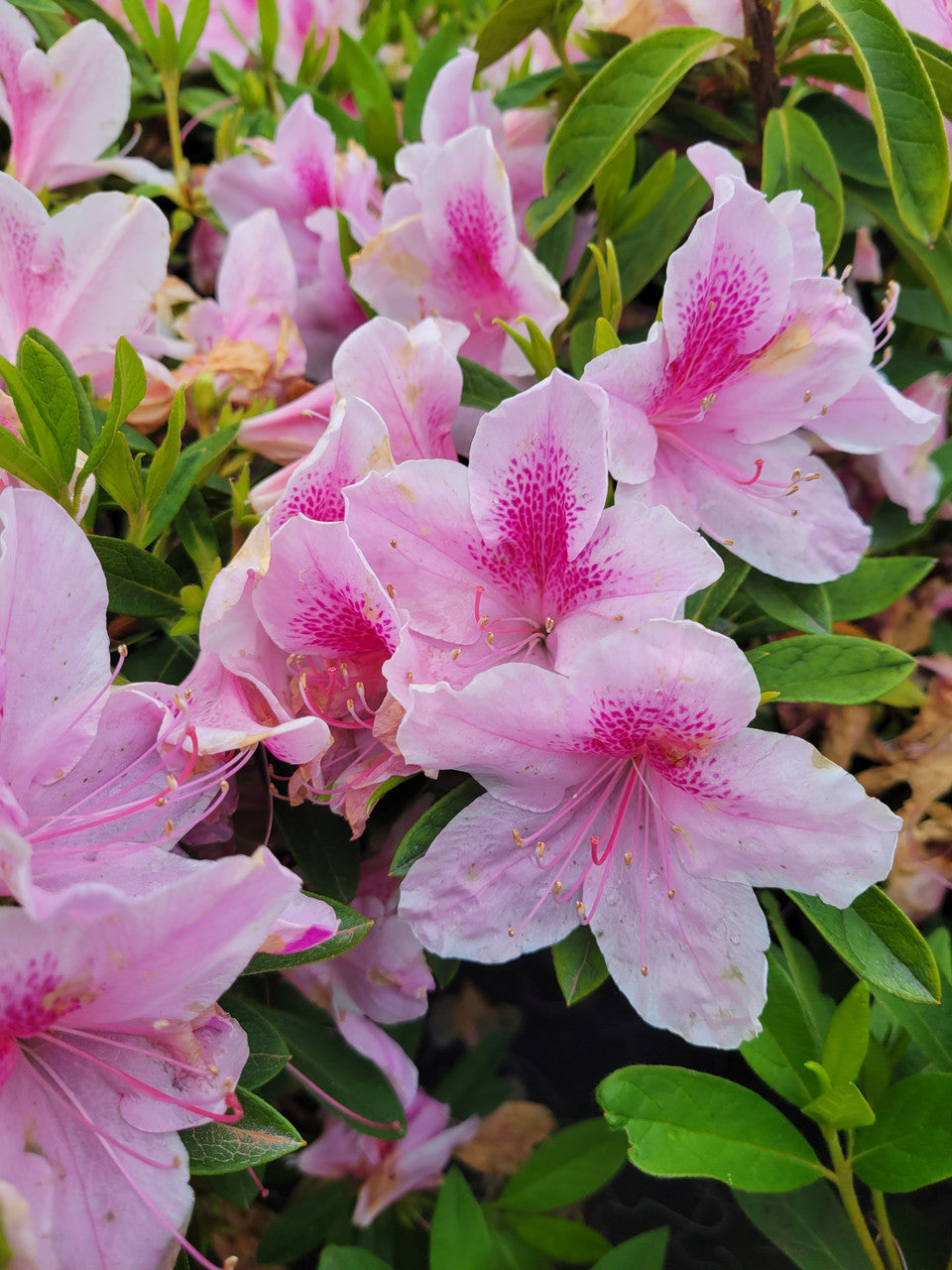 Light pink azalea blooms with magenta-spotted centers and green leaves