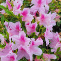 Pink azalea flowers with speckled centers and surrounding green leaves