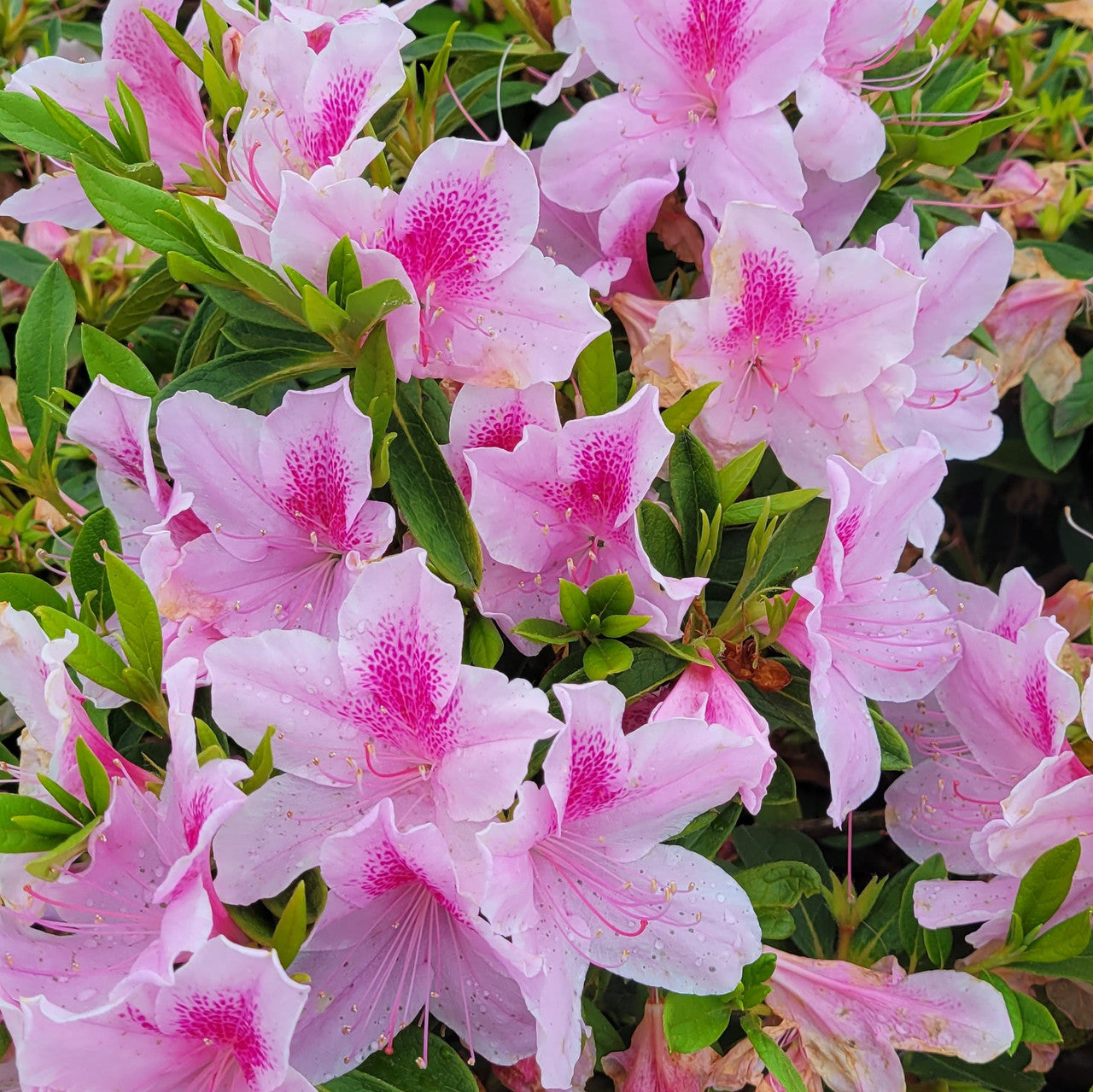 Pink azalea flowers with speckled centers and surrounding green leaves
