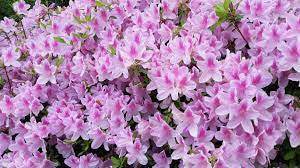 Pink azalea blossoms with layered petals and green leaves