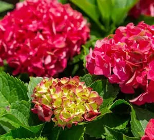 Pink and pale green hydrangea blooms with green foliage