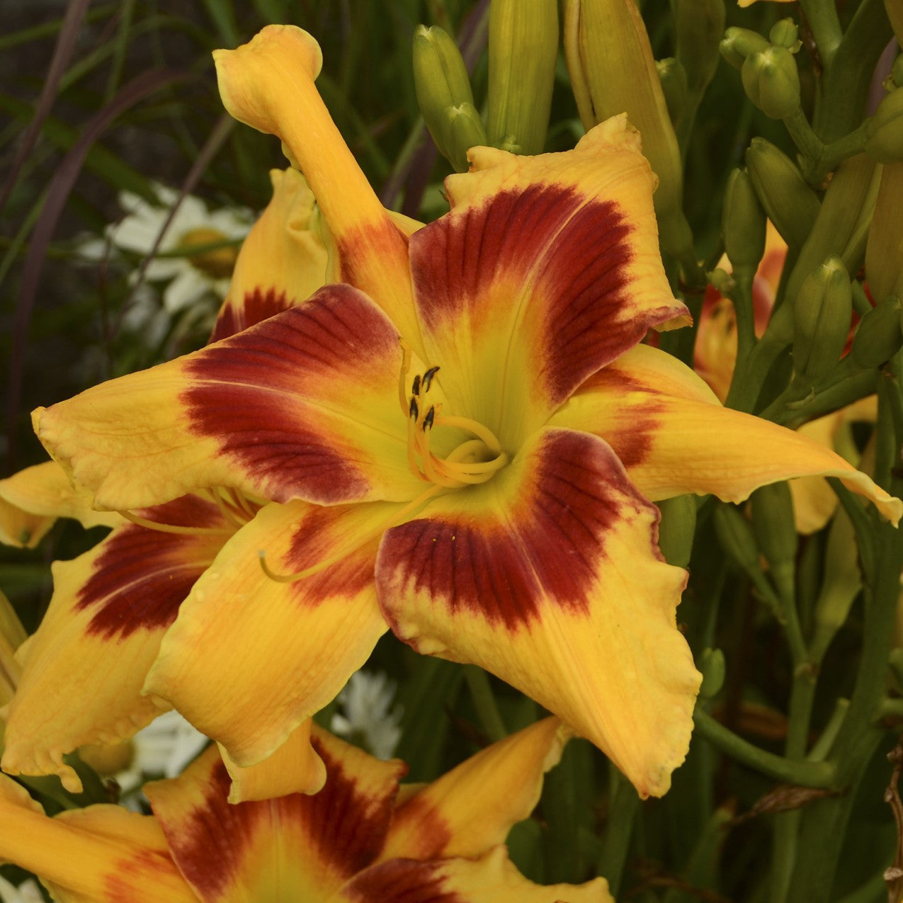 Daylily flower with yellow petals and maroon-red stripes, star-shaped bloom