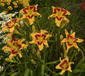 Daylily flowers with yellow petals and deep red streaks, multiple blooms in a cluster